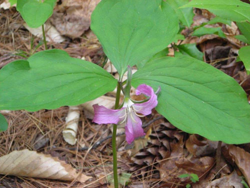 Catesby's Trillium Catesby's Trillium