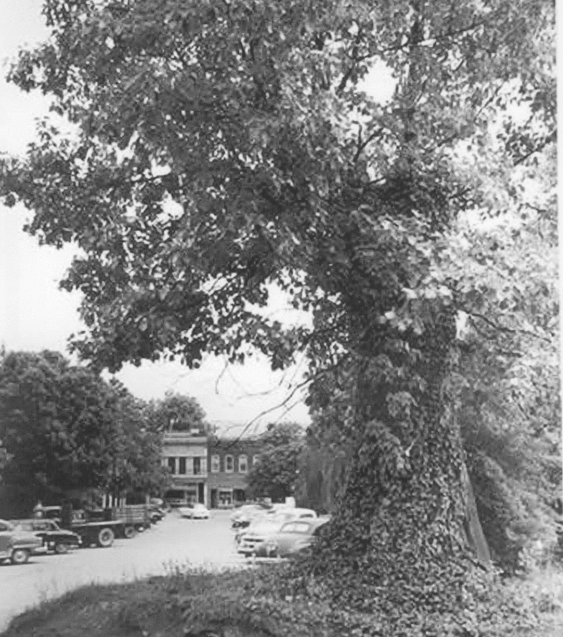 Tory Oak Tree c. 1940s Tory Oak Tree c. 1940s