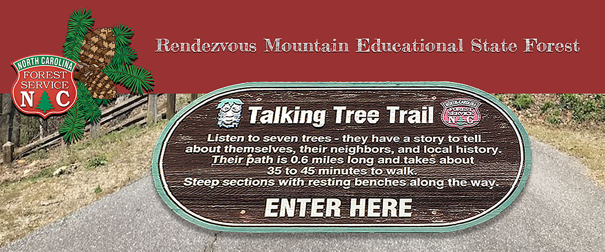 Rendezvous Mountain Educational State Forest