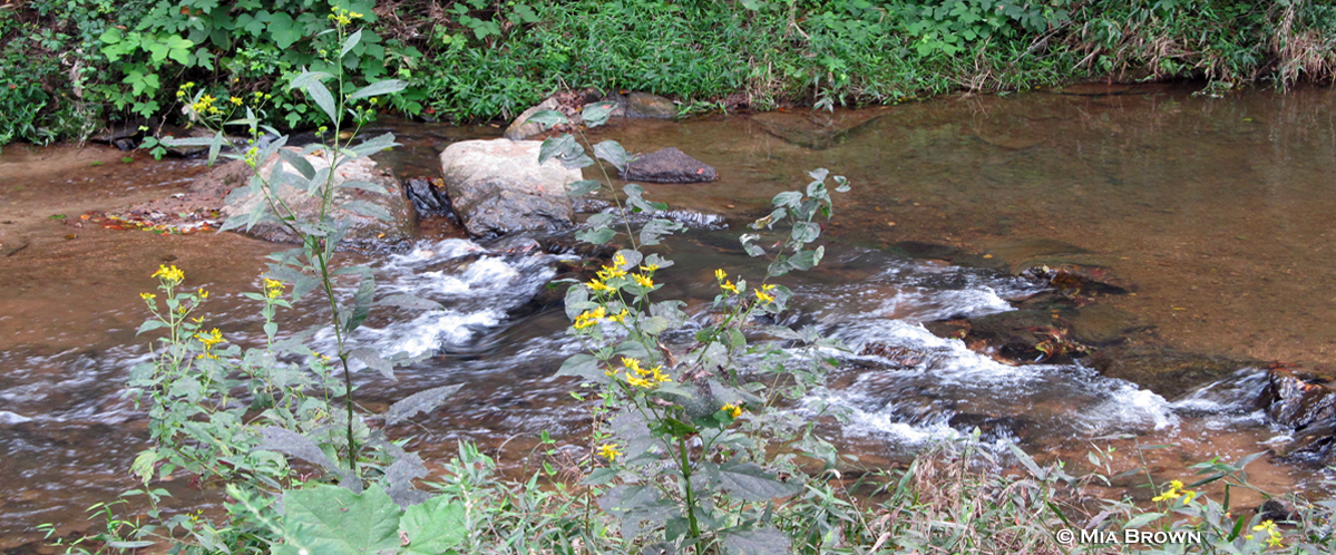 Cub Creek Restoration