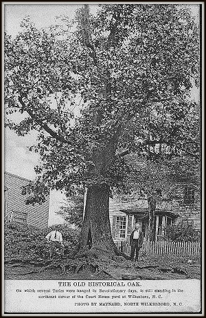 Tory Oak Post Card Front Tory Oak Post Card Front