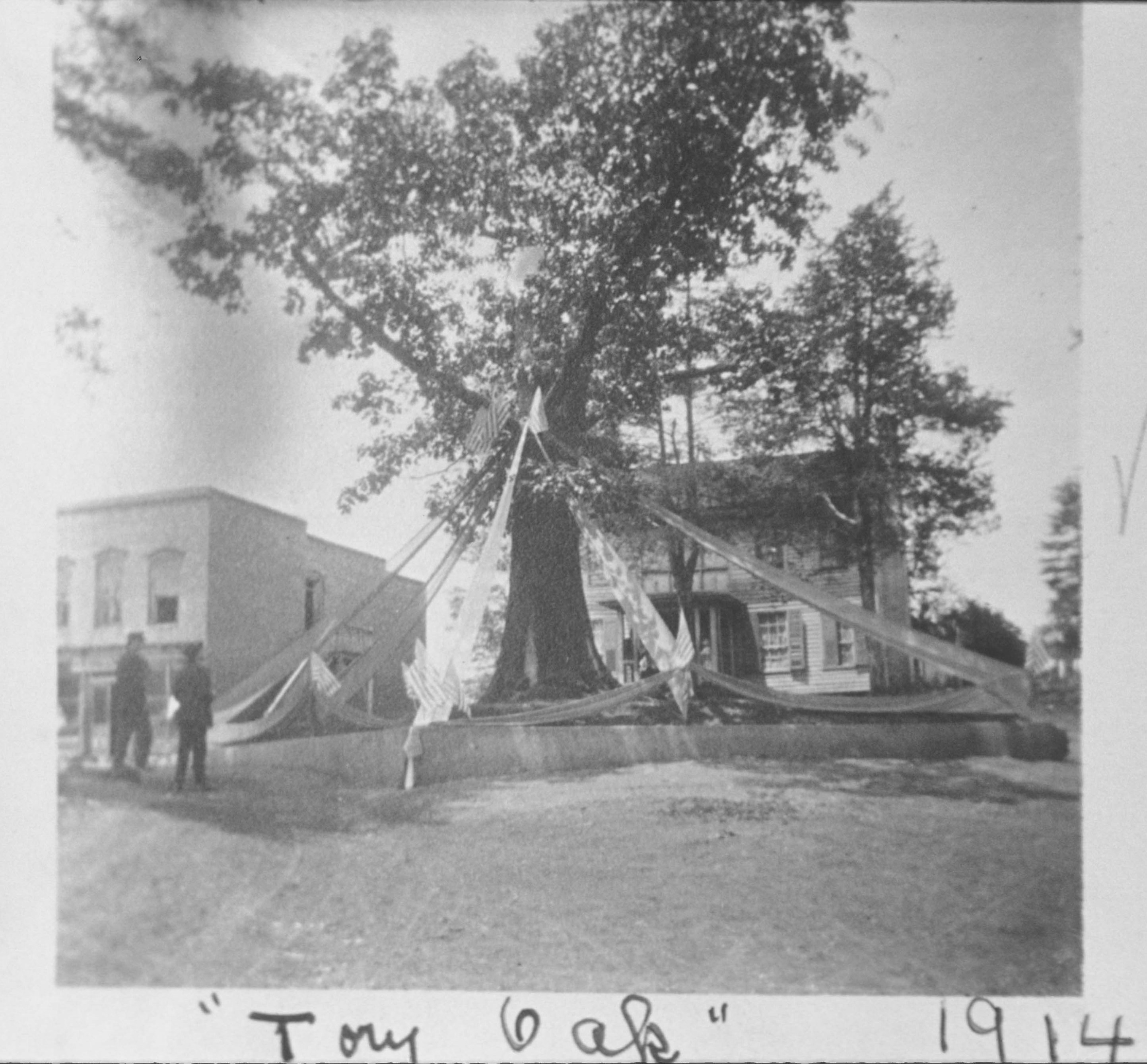 Tory Oak Tree 1914 Tory Oak Tree 1914