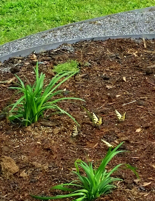 2-butterfly in bf garden2-500 px 2-butterfly in bf garden2-500 px