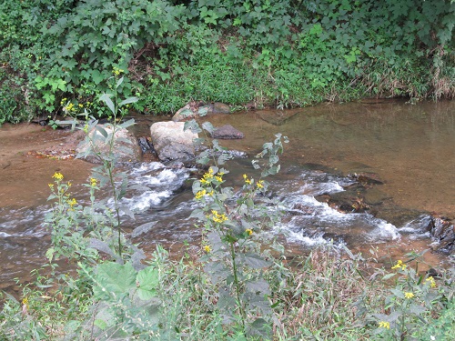 IMG_4235-001 IMG_4235-001