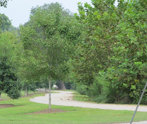 IMG_4237-001 IMG_4237-001