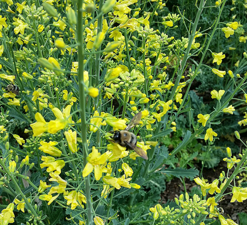 bee in community garden 2-500 px bee in community garden 2-500 px