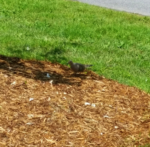 dove-at-park-500px dove-at-park-500px